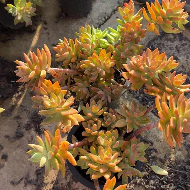 黄金布丁两盆老桩