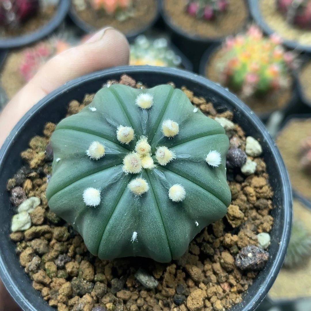 实生根系，大尤海星兜