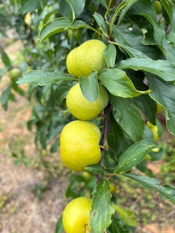 新鲜应季青甜脆李脆脱骨李甜爽口多汁孕妇水果