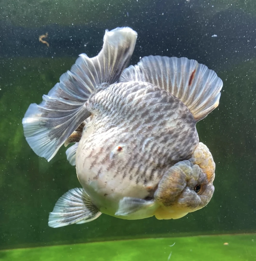 活体泰狮金鱼观赏鱼顺丰到付