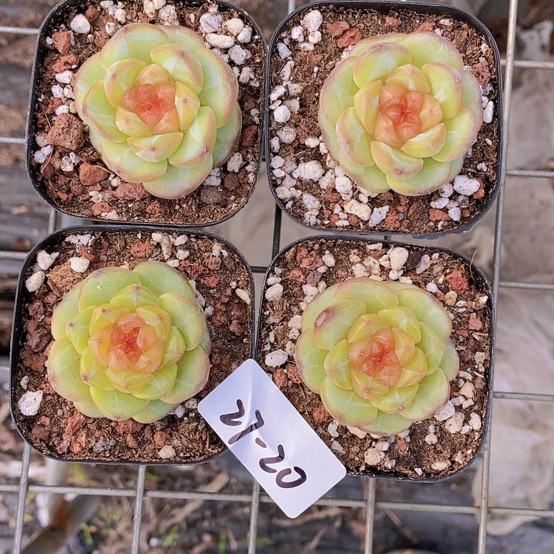 27-20- 琉璃单头福利一颗 量拍