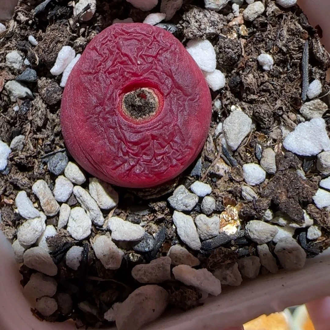 肉锥多肉植物百科-红宝石1602