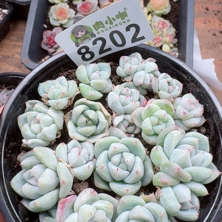 多肉植物多肉植物