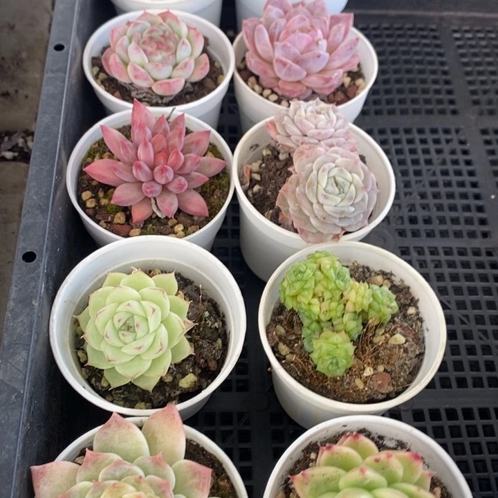 70多肉植物盆栽花卉