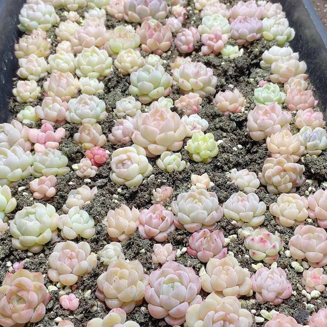堇包子混合一物一拍153
