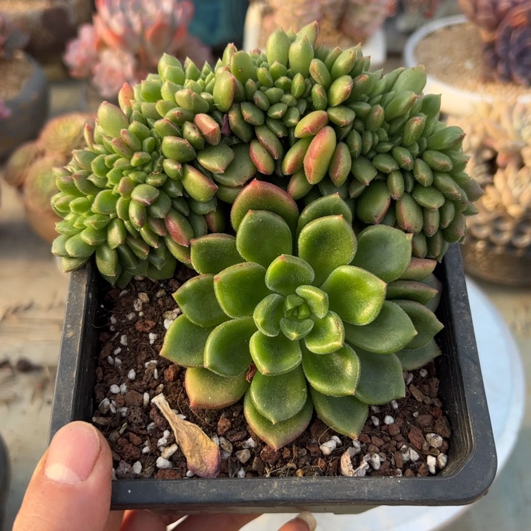 缀化48 零零多肉植物