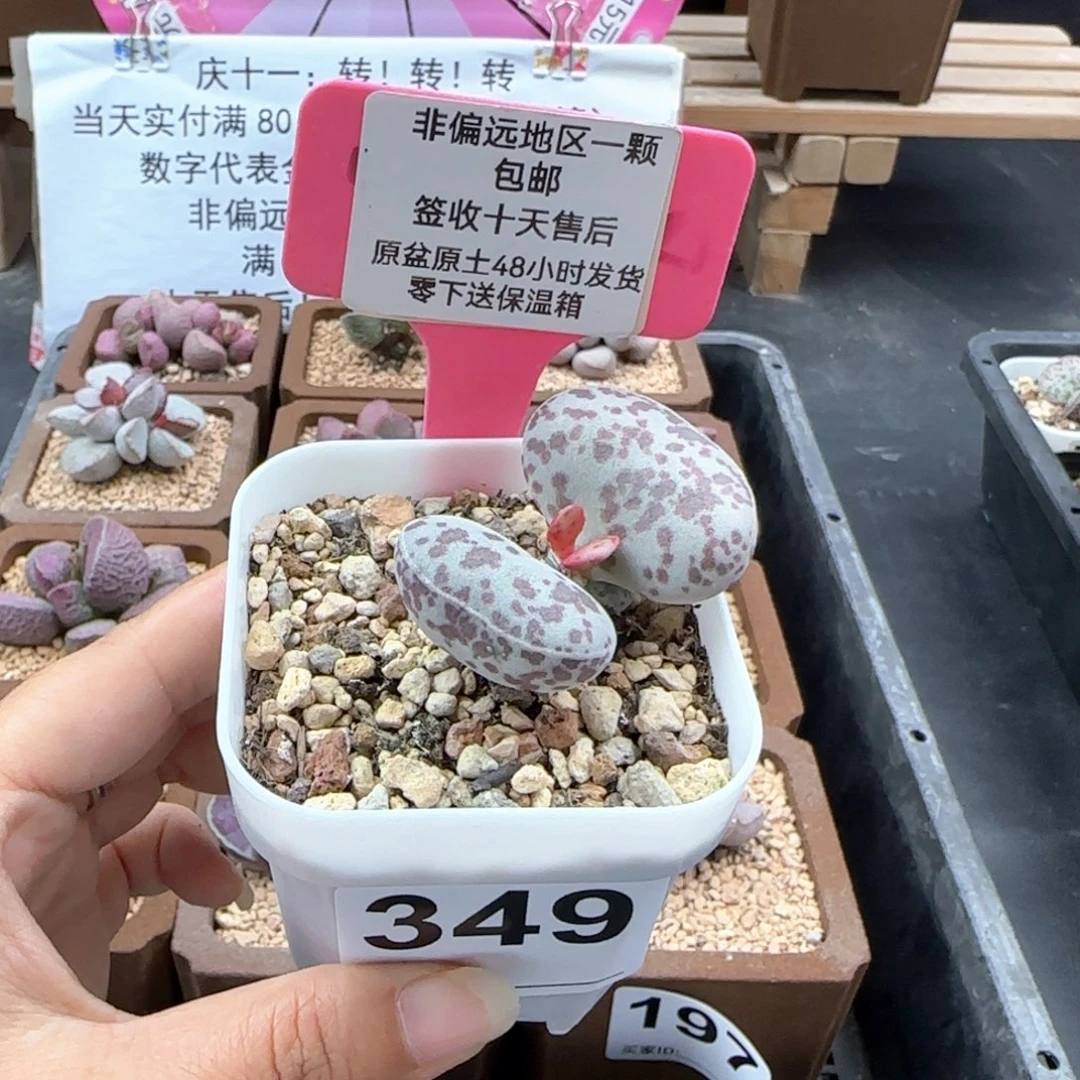 349花旦多肉植物