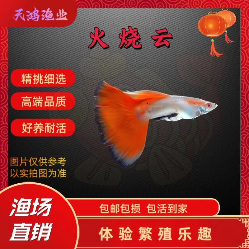 精品火烧云孔雀鱼 深背景显色 小型热带观赏鱼2-3CM（入缸不赔损）