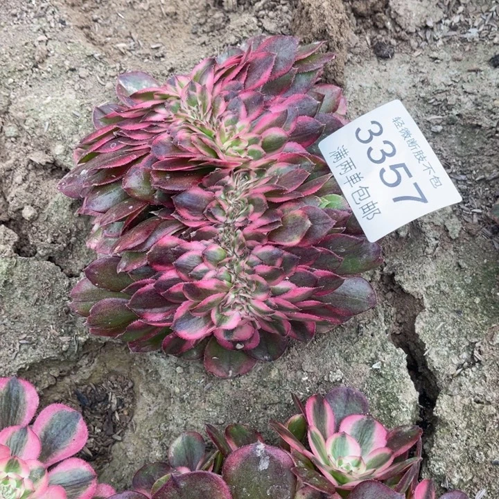 3357荔枝的人多肉的