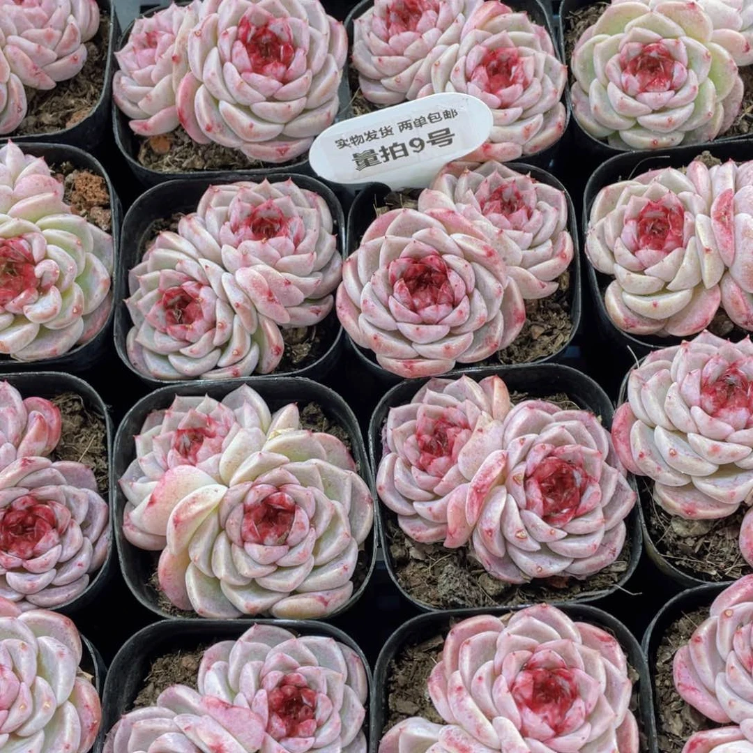 量拍9号 全状态天鹅绒双头起一个