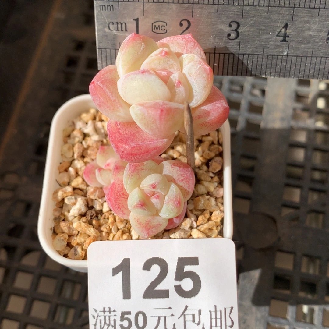 125。三头粗腿冰玉。