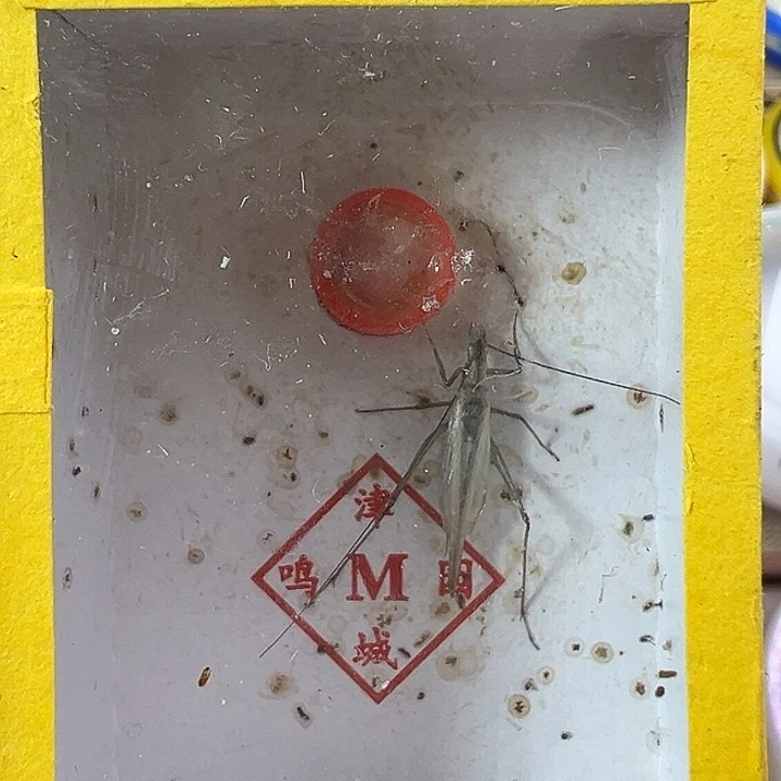 鸣虫虫具一个包邮