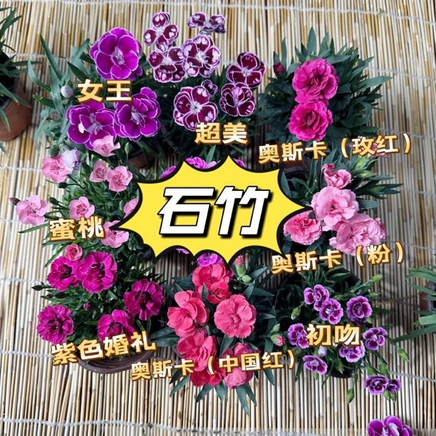 多品种进口石竹话耐寒花期长北方安全过冬庭院花镜地被