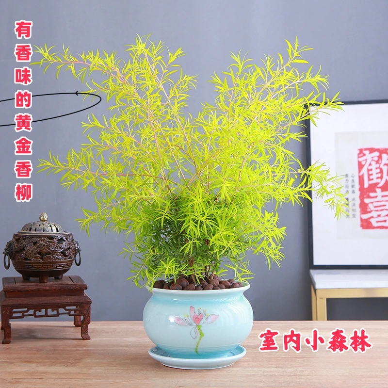 黄金香柳绿植千层金盆栽室内清香木净化空气好养带香味植物小森林