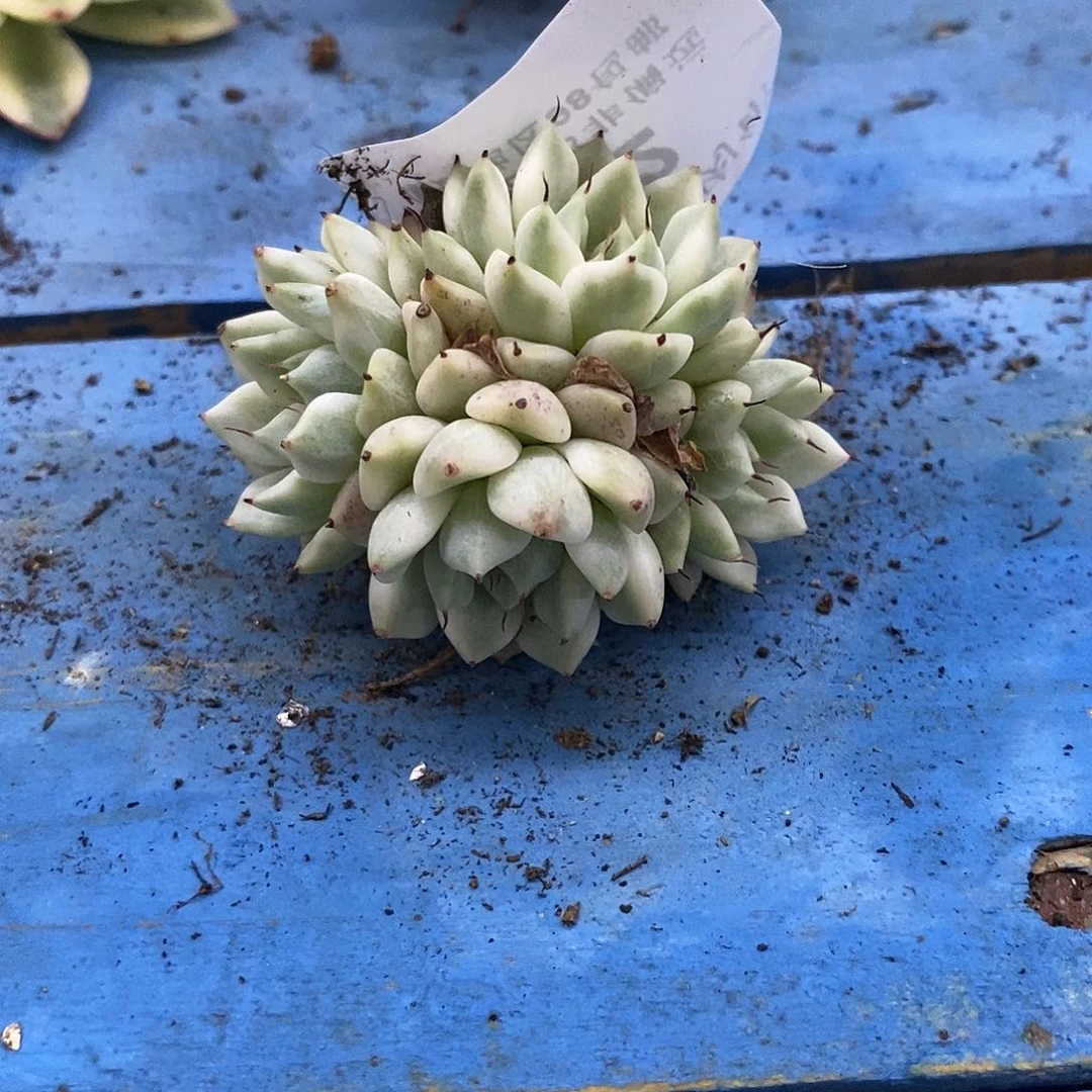 162妲己锦群多肉植物哇啦塞