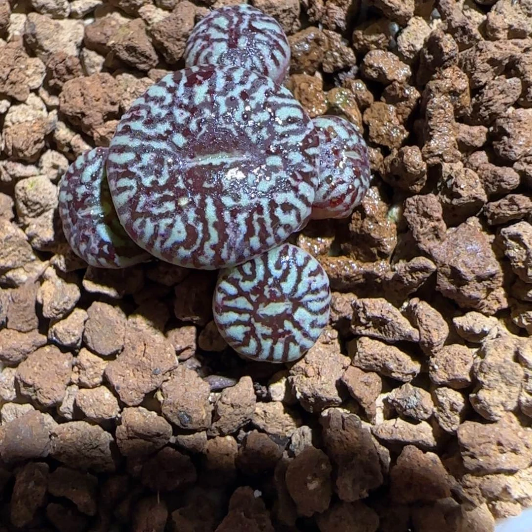 肉锥多肉植物组合-墨1662