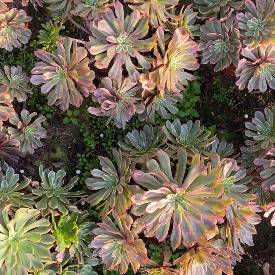 粉黛2颗多肉多肉多肉