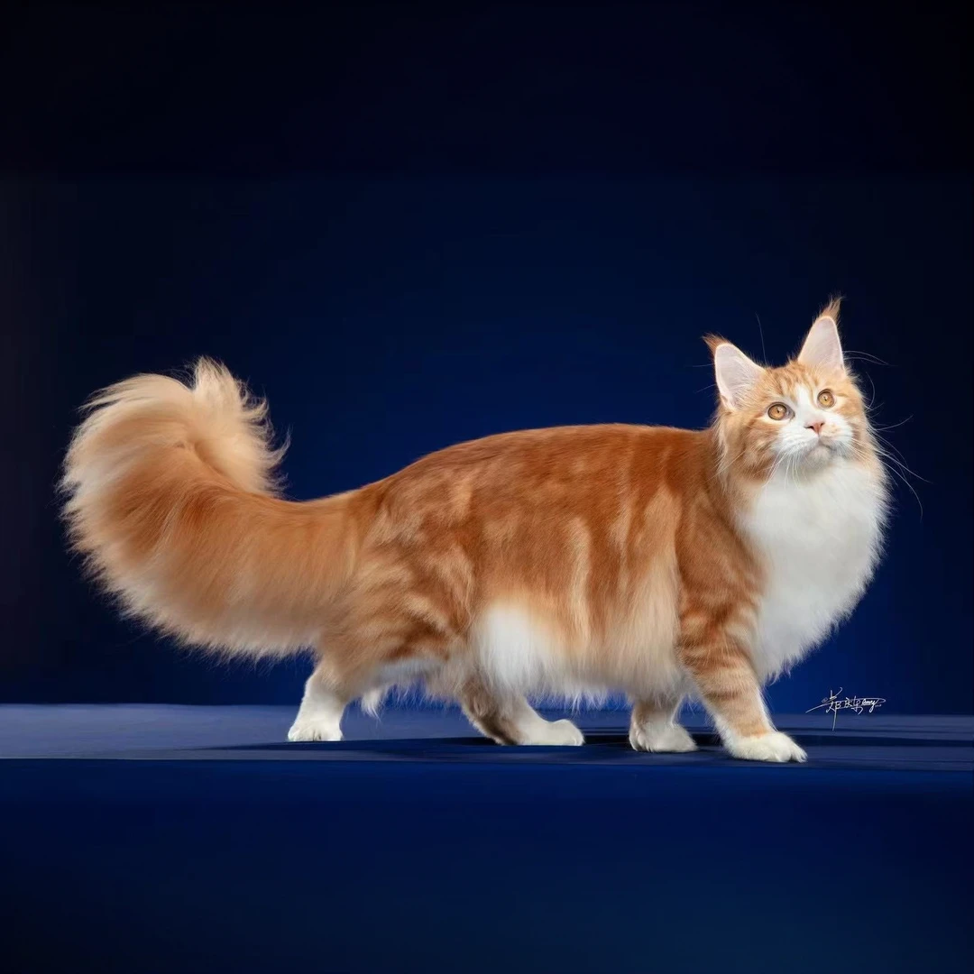 靠谱哥家的缅因猫 温顺 大型猫粘人