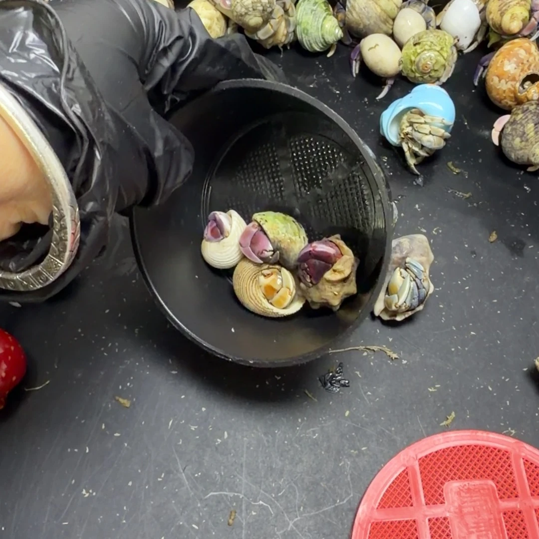 寿司的一道家常菜就是最