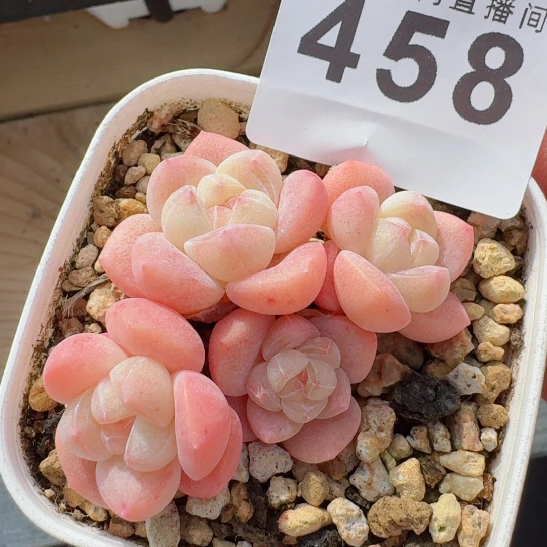 A****糖心冰玉      愿你一路坦途，乘风破浪展宏图