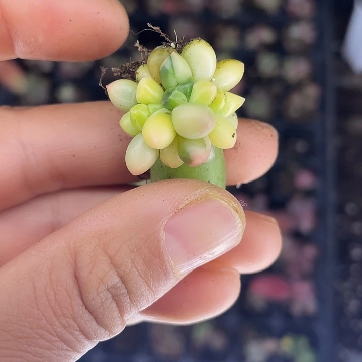 一物一拍满18包邮