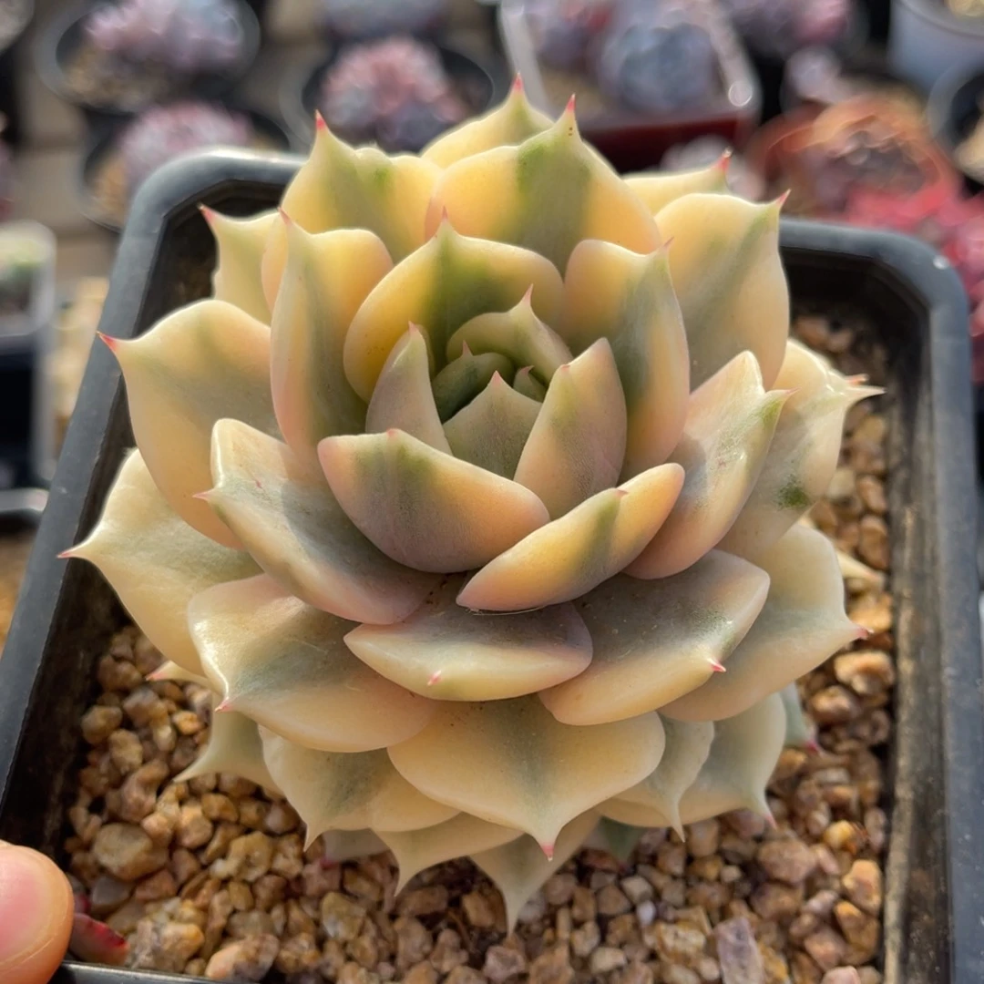 一物一拍不支持退换