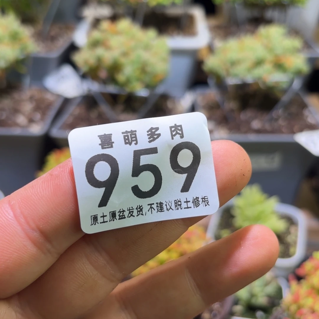 忌***甜送一包土959