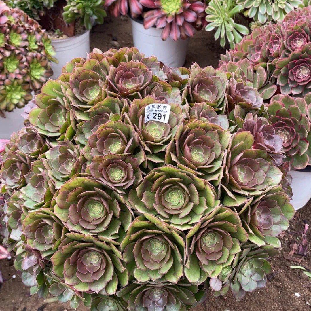 291万圣节多肉法师断枝不包