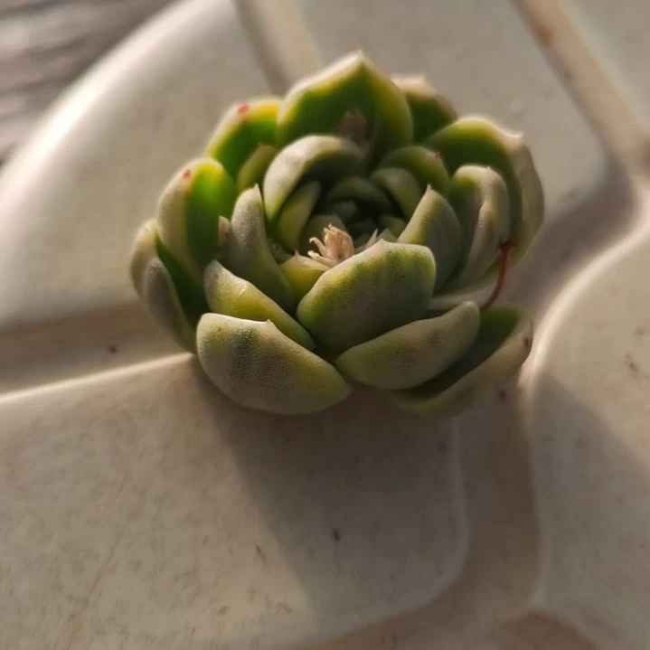 白玫瑰杂白覆轮锦多肉植物