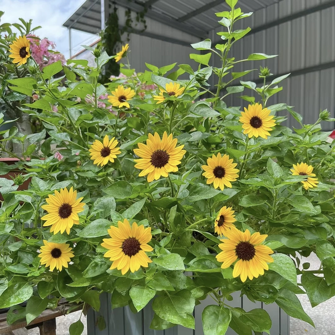 光辉岁月向日葵盆栽花卉庭院阳台易养护新手植物