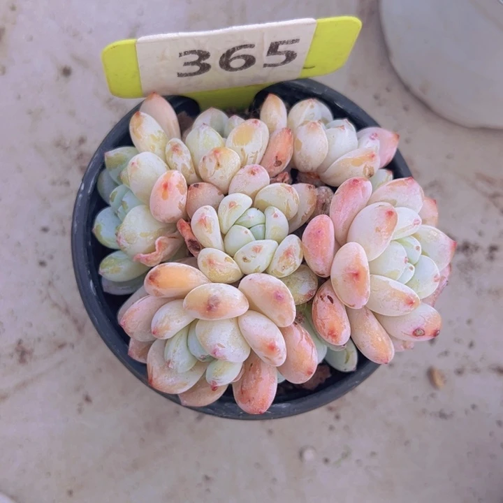 健健康康平平安安