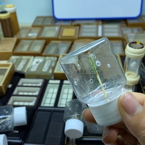 怪叫竹蛉2只包邮包风险