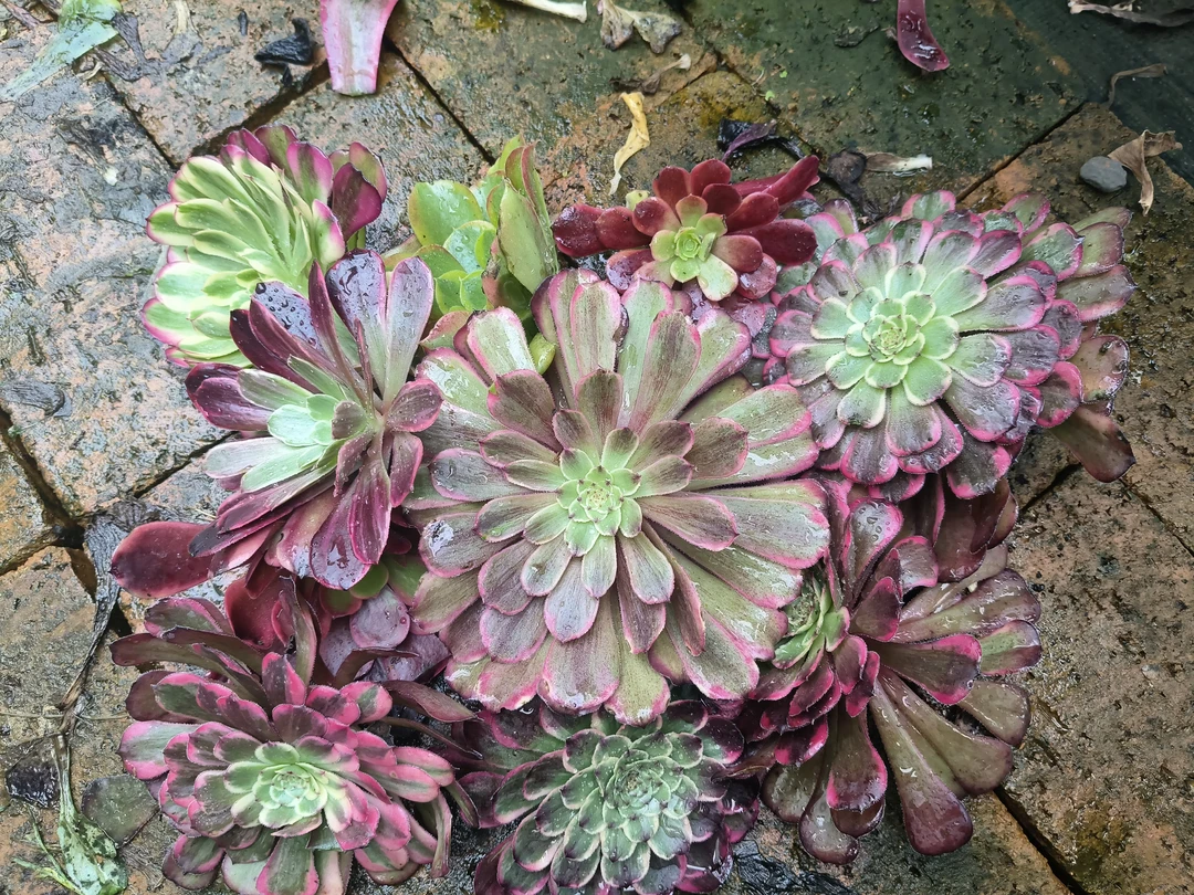 20棵砍头苗法师锦多肉保10个品