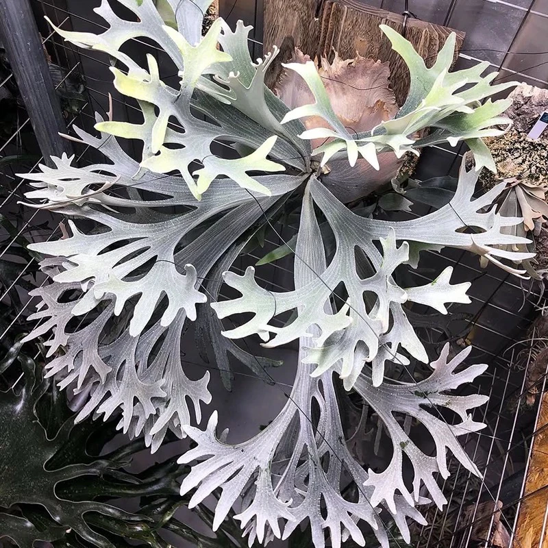 白二歧鹿角蕨新手推荐品种好养皮实室内装饰绿植