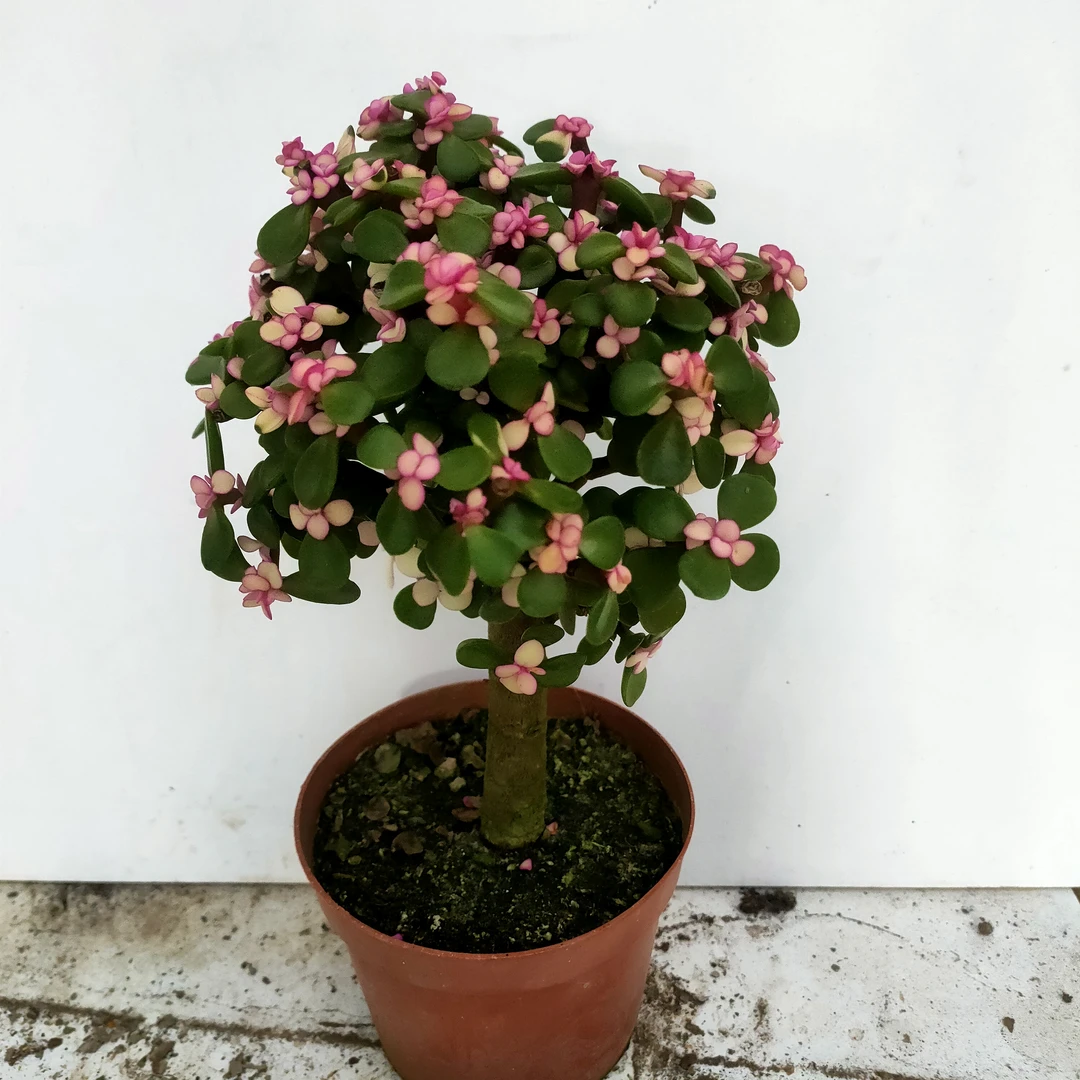 金枝玉叶 b级棒棒糖满20包邮轻微掉头不包多肉植物12厘米室内盆栽