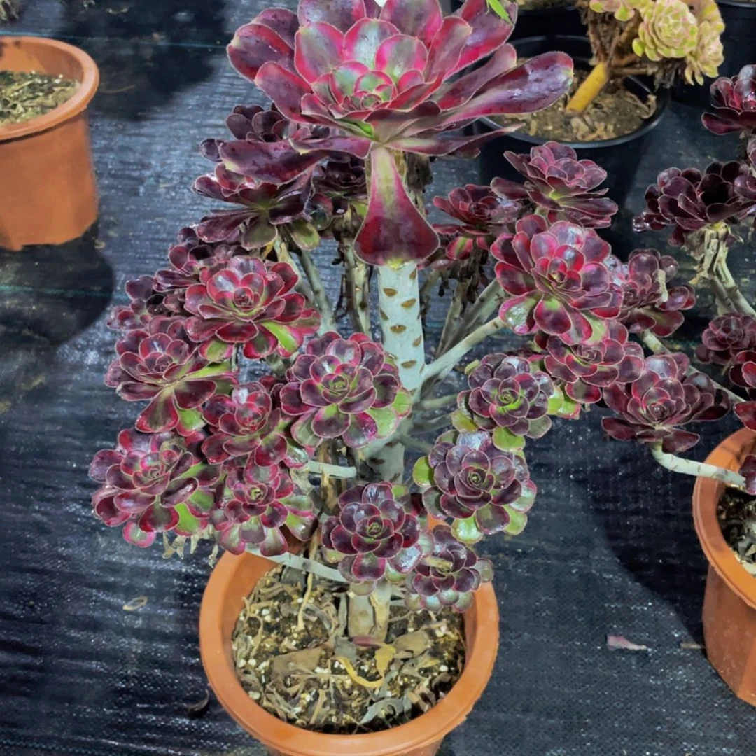 华***华丽娜多肉植物297000