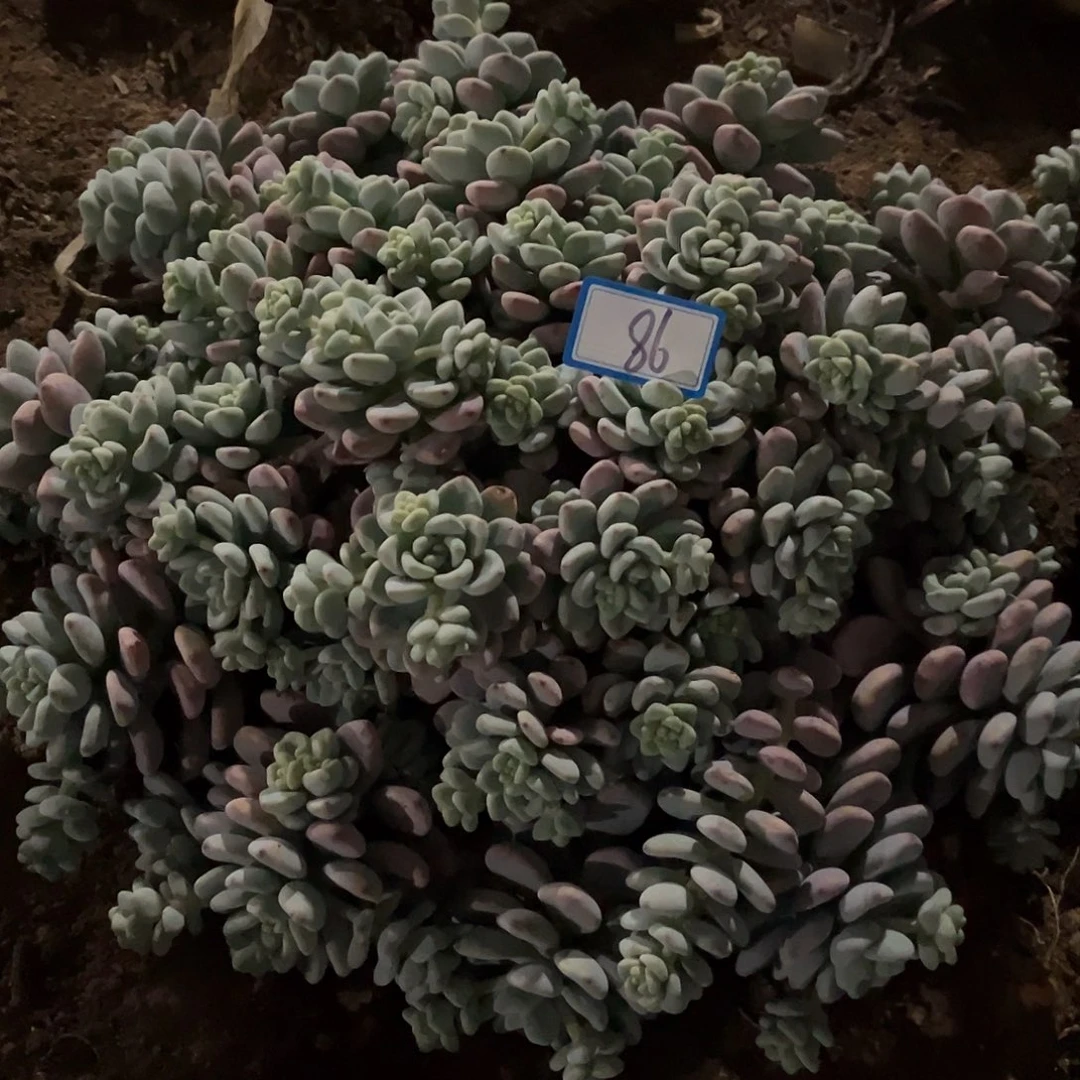 可***⊙86号劳尔一物一拍