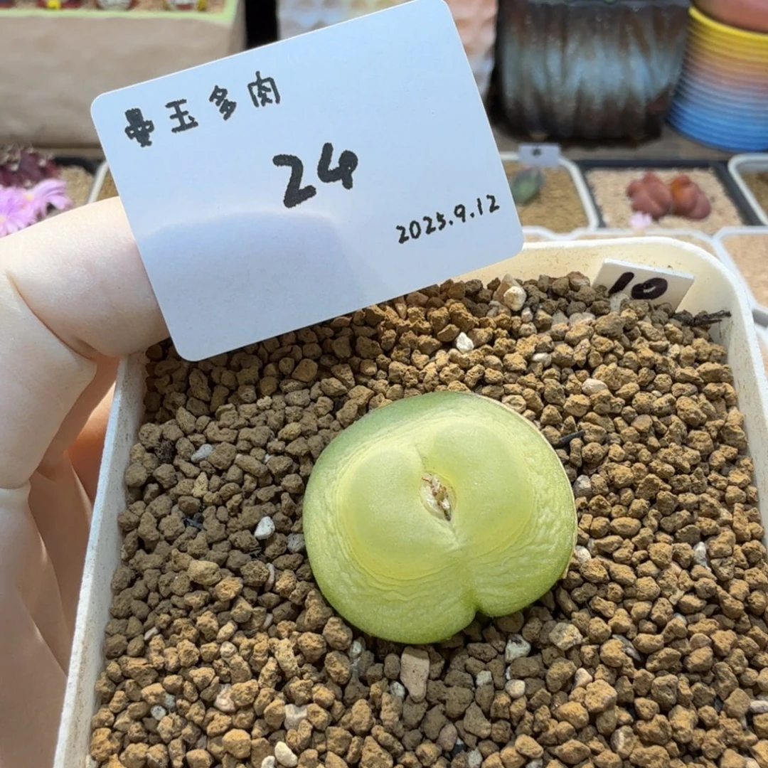 ￴****多肉多肉多肉9.12-024大王拉登