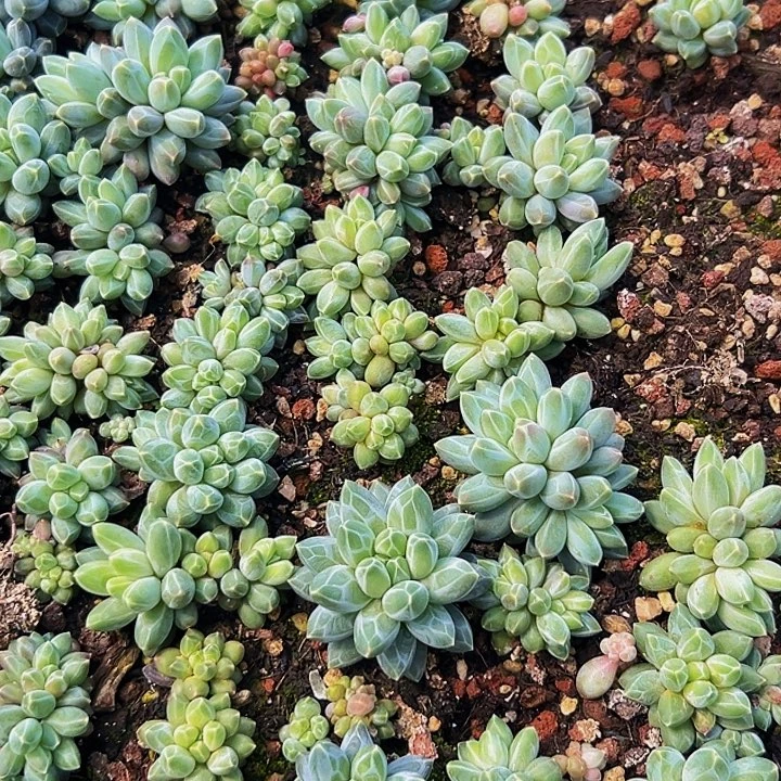 美人系列多肉植物10
