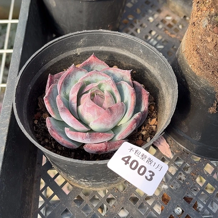 阿雅园艺。    4003惊鸿