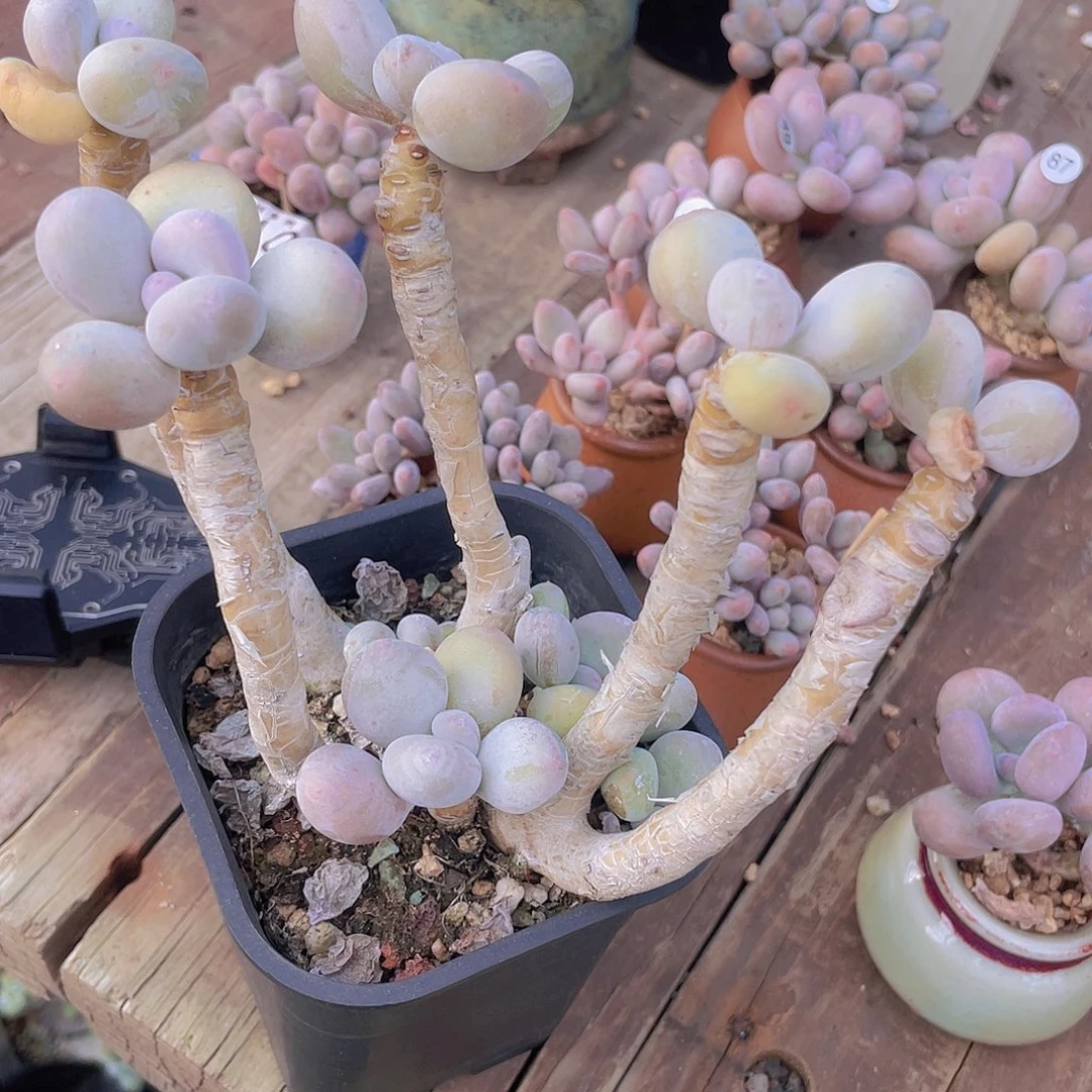 168 的货 特价出货