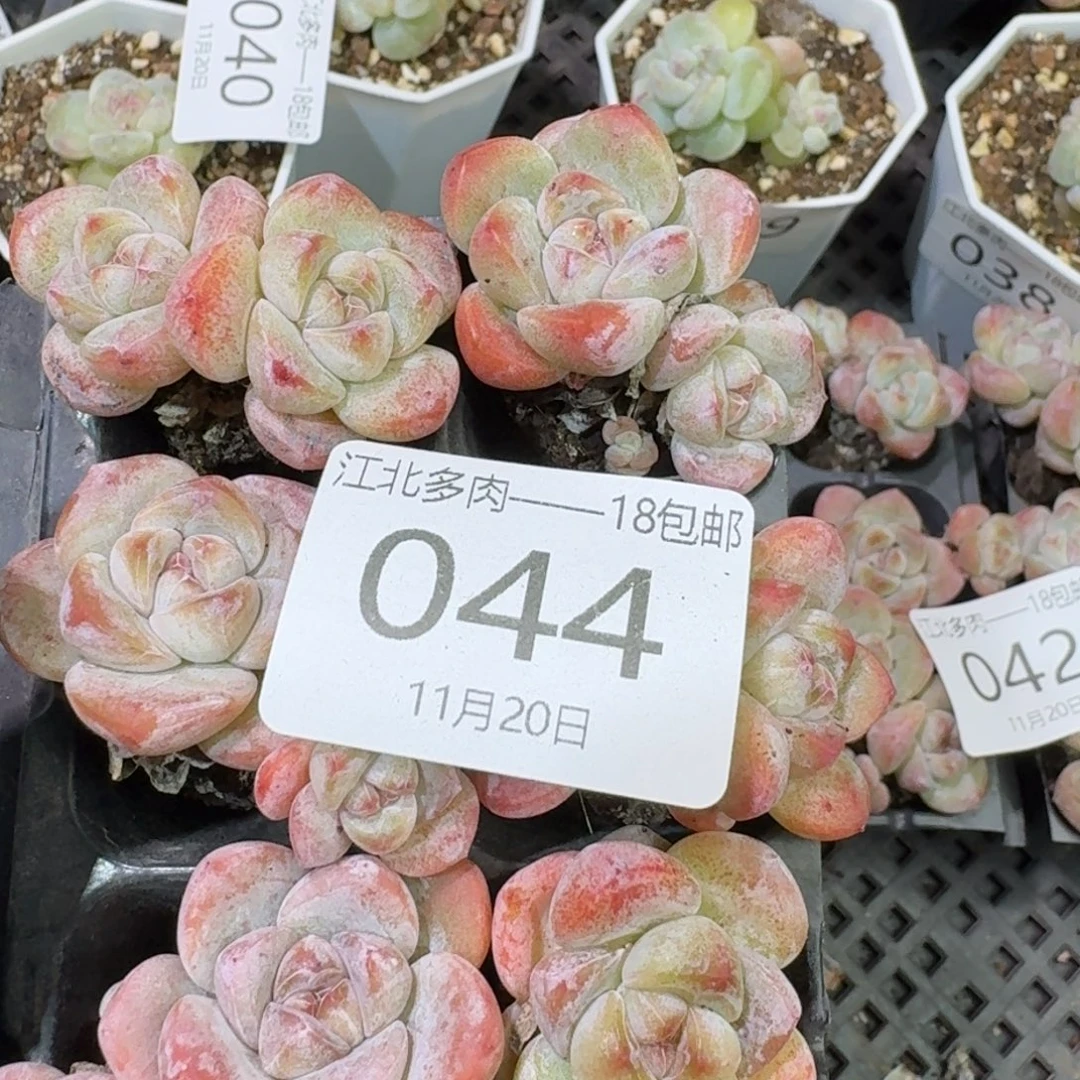 A***)44 号到手1框江北多肉