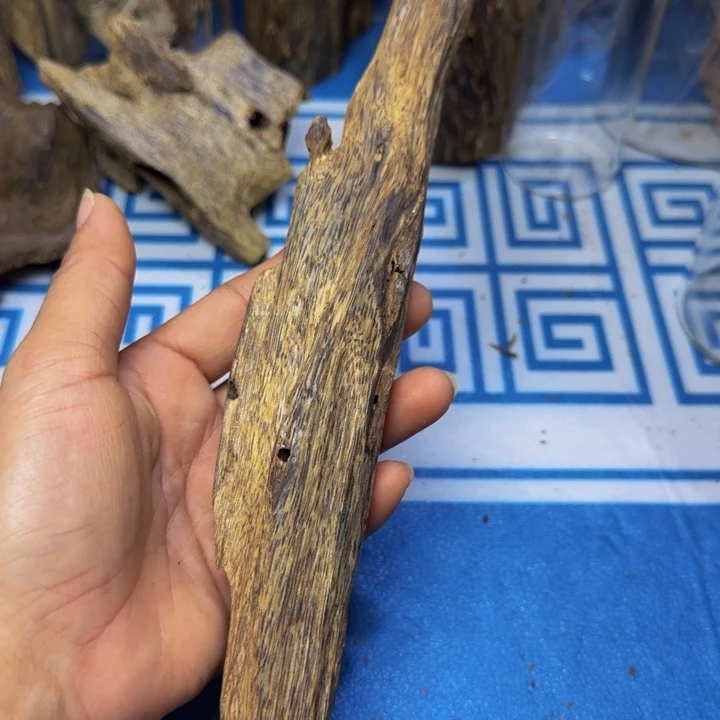 木母树白奇树心油66克