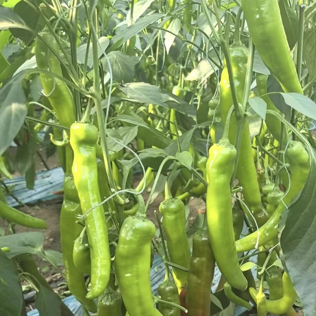 青椒农家新鲜现摘现发皮薄肉厚辣椒菜椒微辣香脆