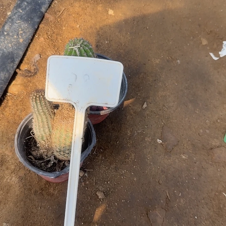 小***草28号一组东面的20