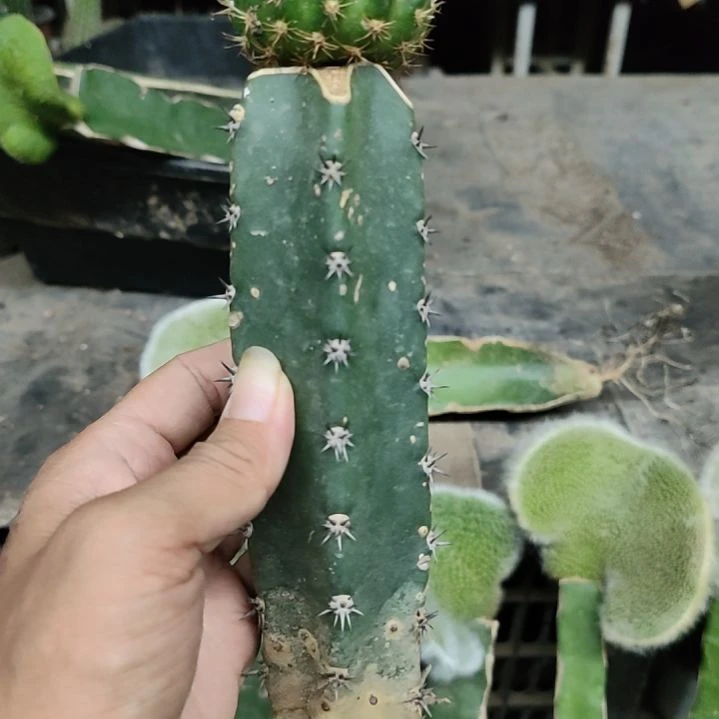 仙人球l33牡丹袖普嫁接