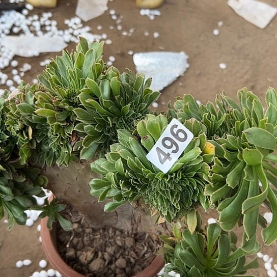 清****多肉植物一个妖496