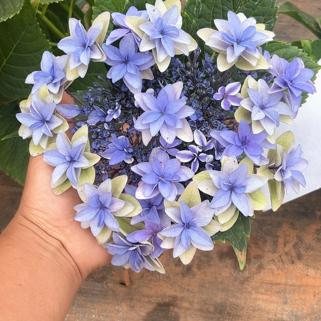 绣球切花一物一拍3枝包邮，158