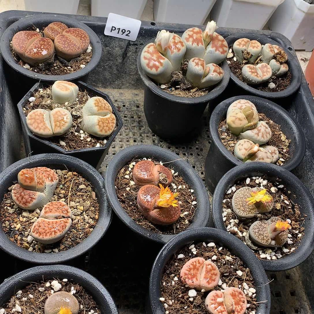 思****兮P192多肉植物保护研究所