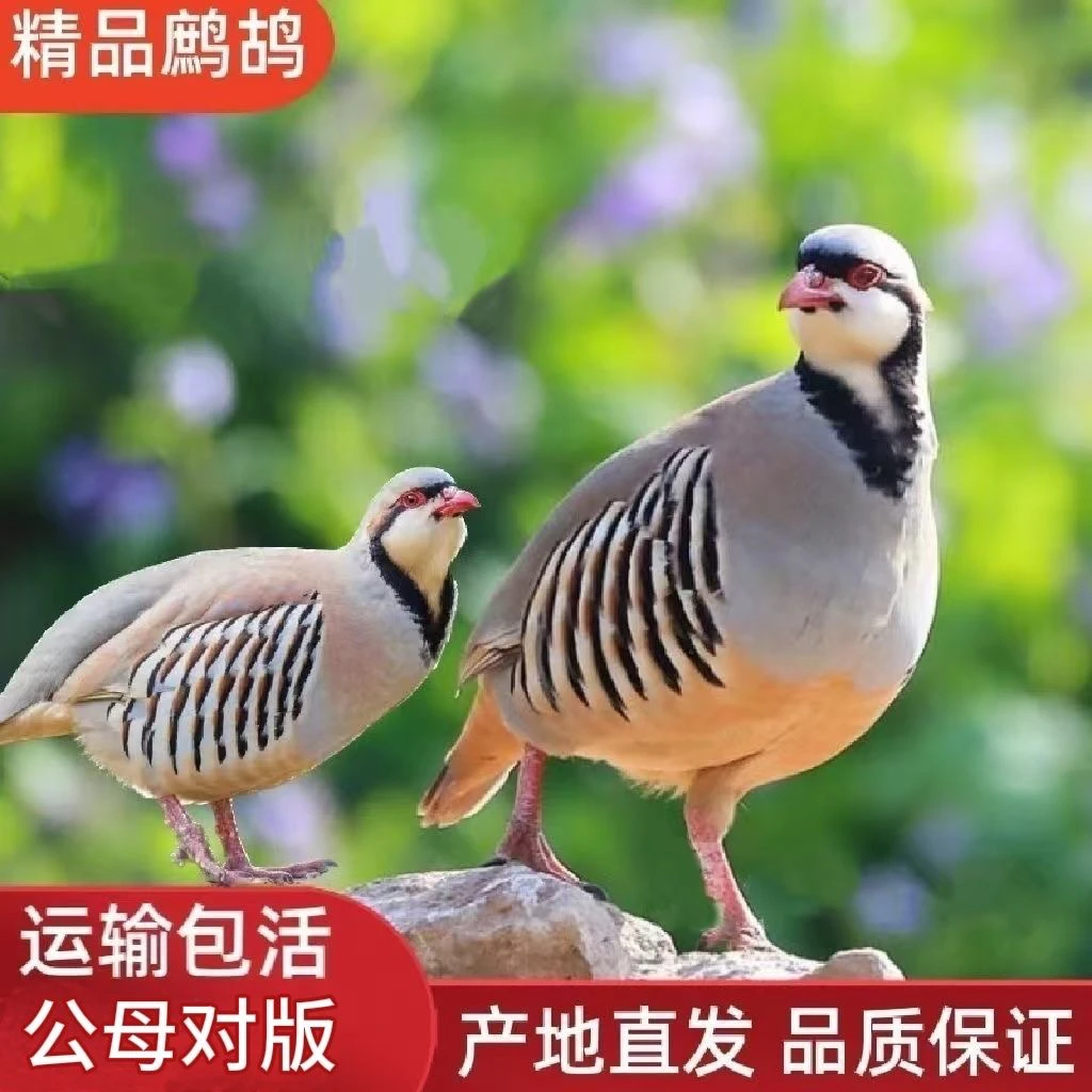 咕咕鸡 宠物鸡 宠物鸟一公四母